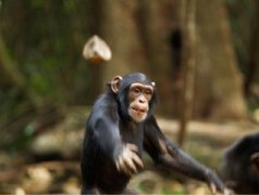 원숭이가-상당히-큰-돌을-던지는-모습