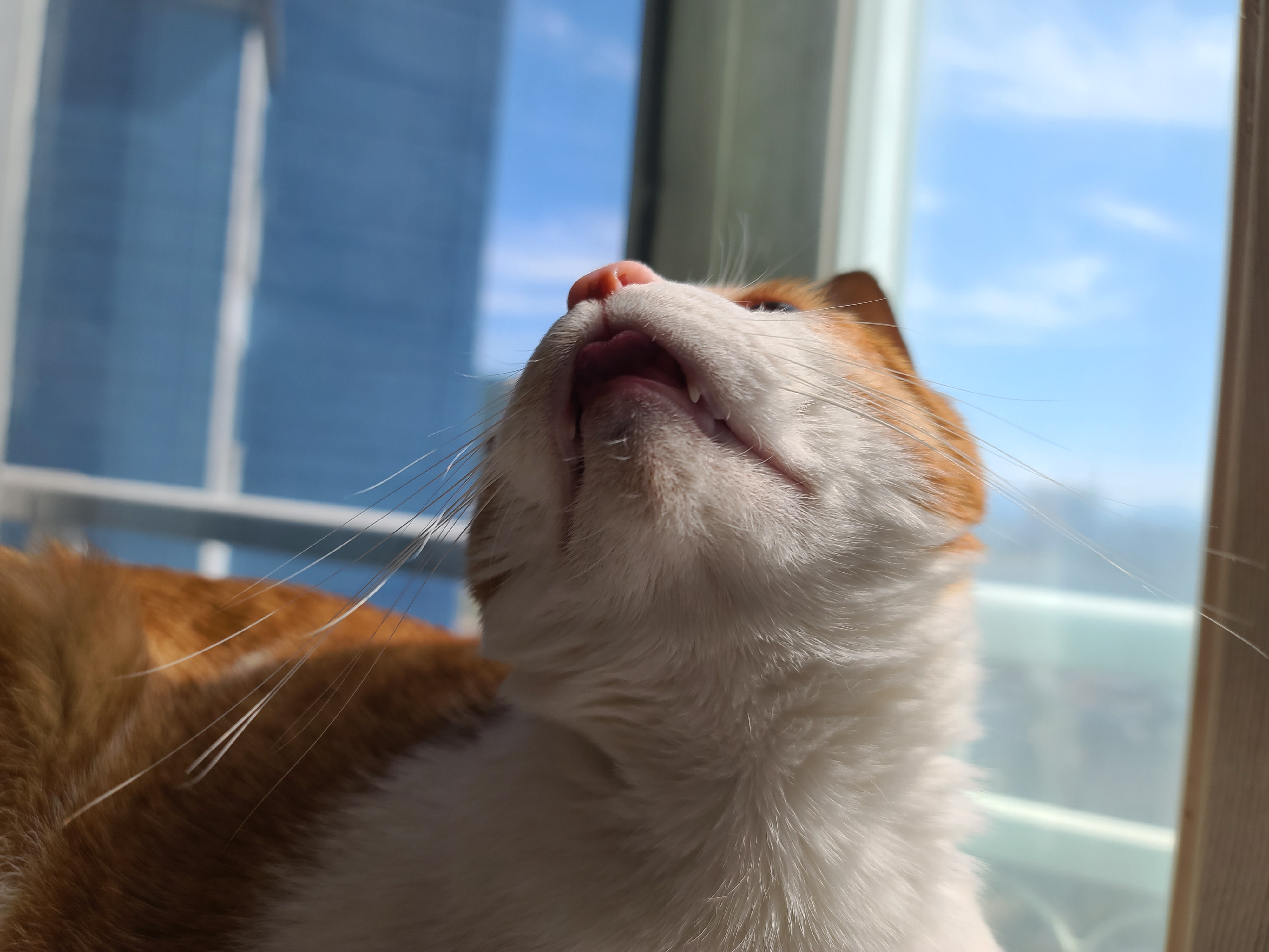 가을햇살 아래 팔색조 고양이 (feat. 카리스마도 있는 막둥이)