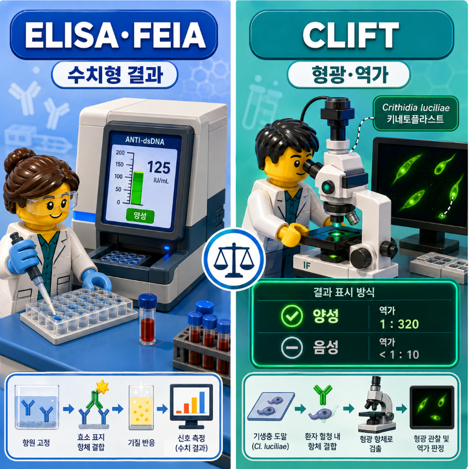 anti-dsDNA 검사법인 ELISA&middot;FEIA와 CLIFT의 결과 표시 방식 차이를 비교한 의료 인포그래픽