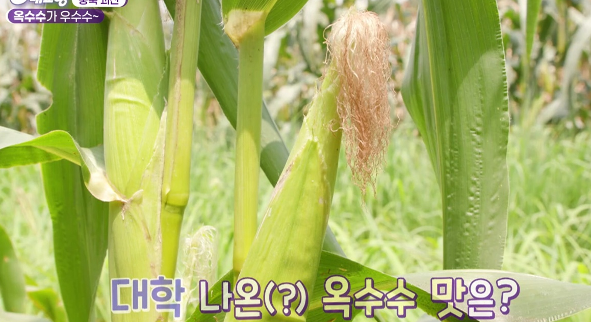 6시내고향 다시보기