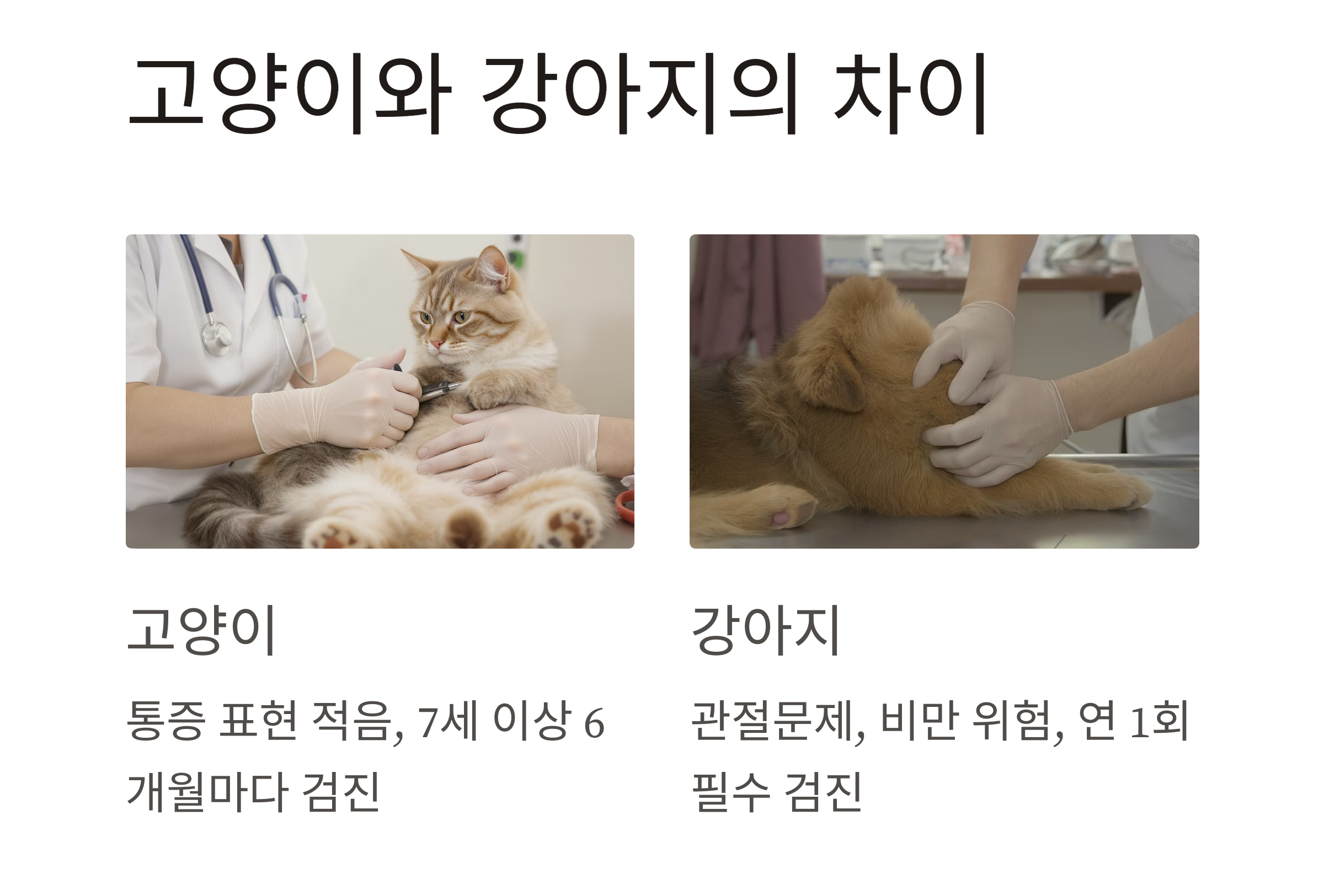 반려동물 건강검진, 꼭 받아야 하는 이유와 적정 주기
