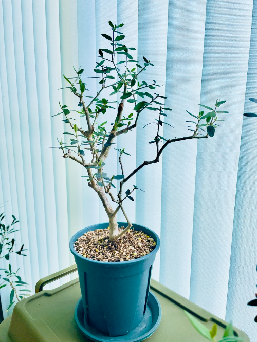 올리브나무 olivetree