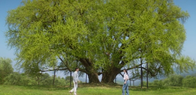 우리영화 촬영지 반계리 은행나무