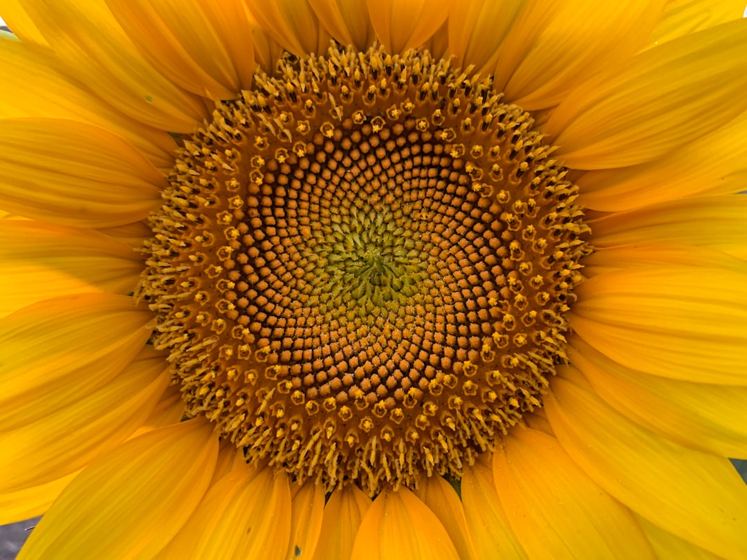ratio