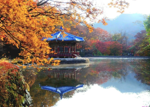 정읍) 2025 내장산 단풍 대축제