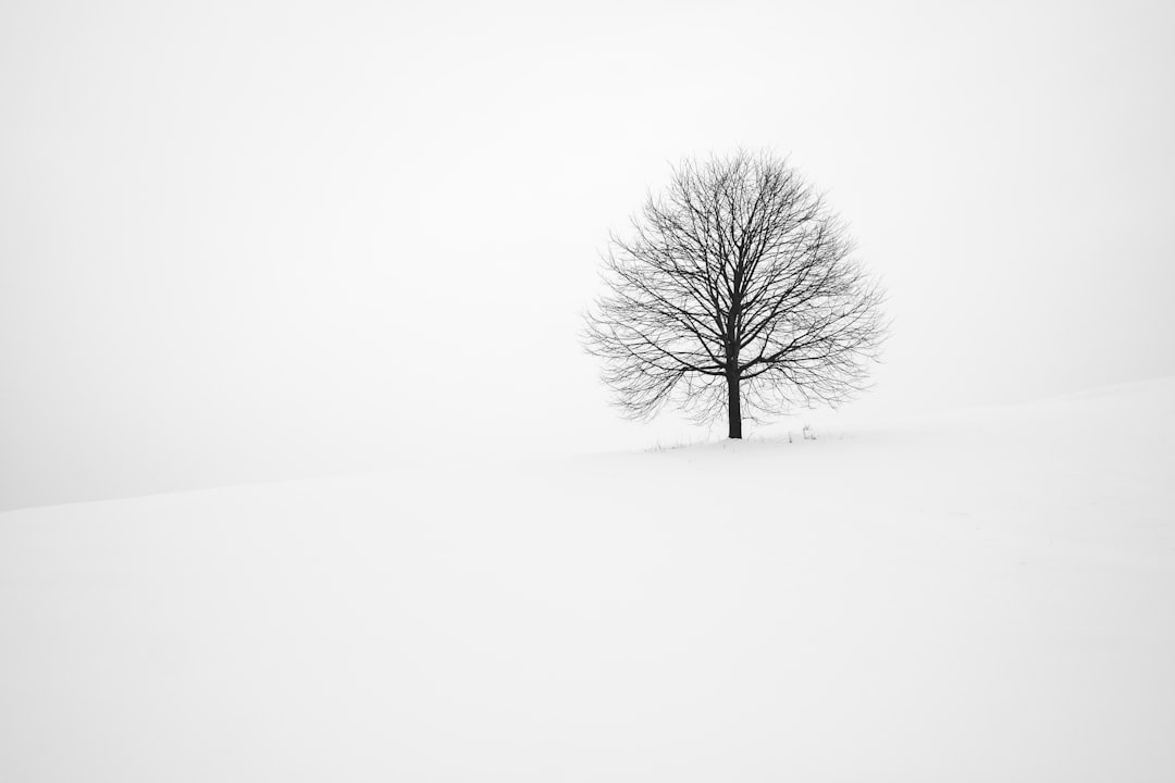 Traditional Pine Tree