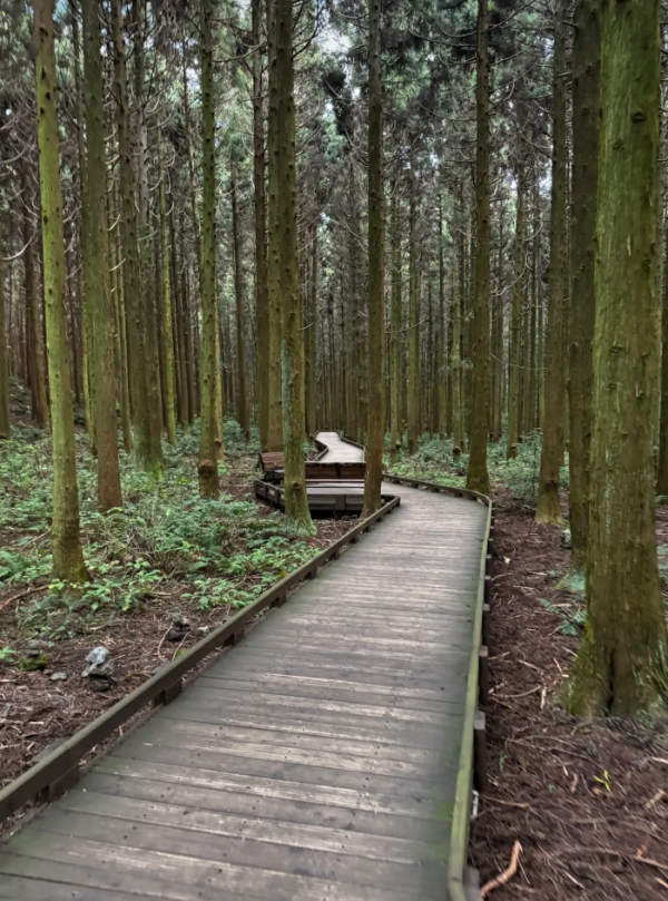 사려니숲길 데크길
