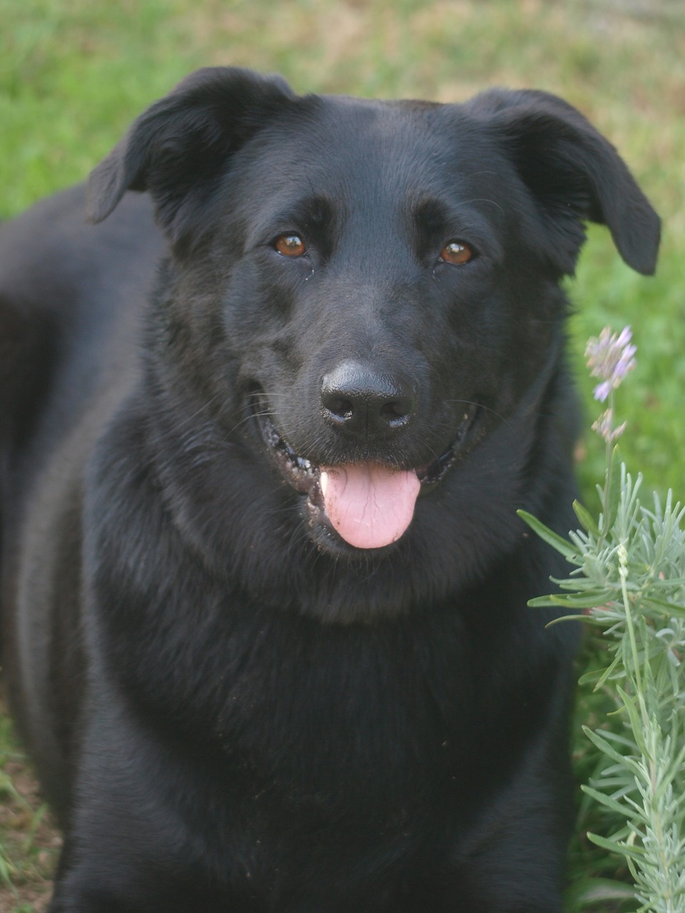 혀-내밀고-있는-강아지