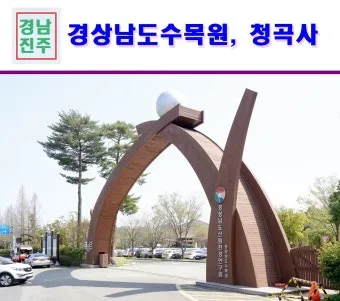 경상남도 수목원 5월의 꽃 관음죽꽃 핑퐁나무 황금자주달개비 마가렛 만첩빈도리 자란 크레이프자스민_13