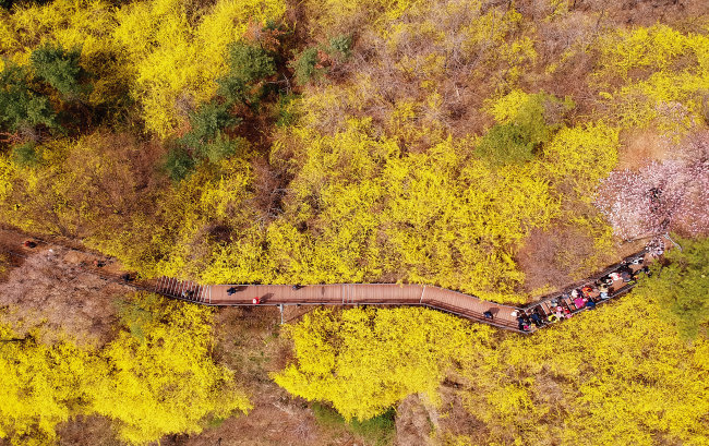 2024 벚꽃 개화시기 : 벚꽃 축제 일정, 축제 명소, 진해 군항제