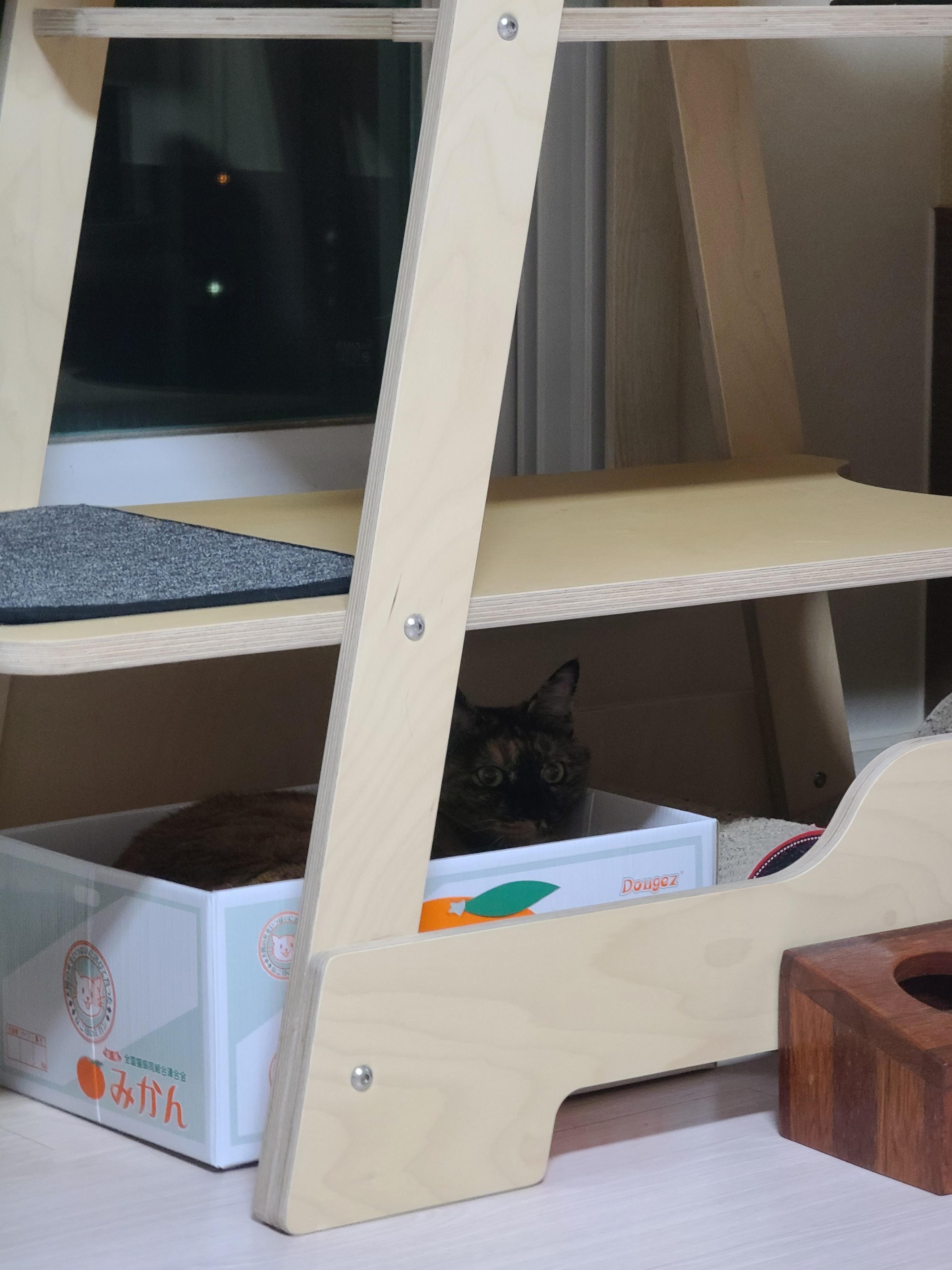 집사가 사준 스크래쳐를 잘 써주는 고양이들. 고양이들에게 스크래쳐가 꼭 필요한 이유.