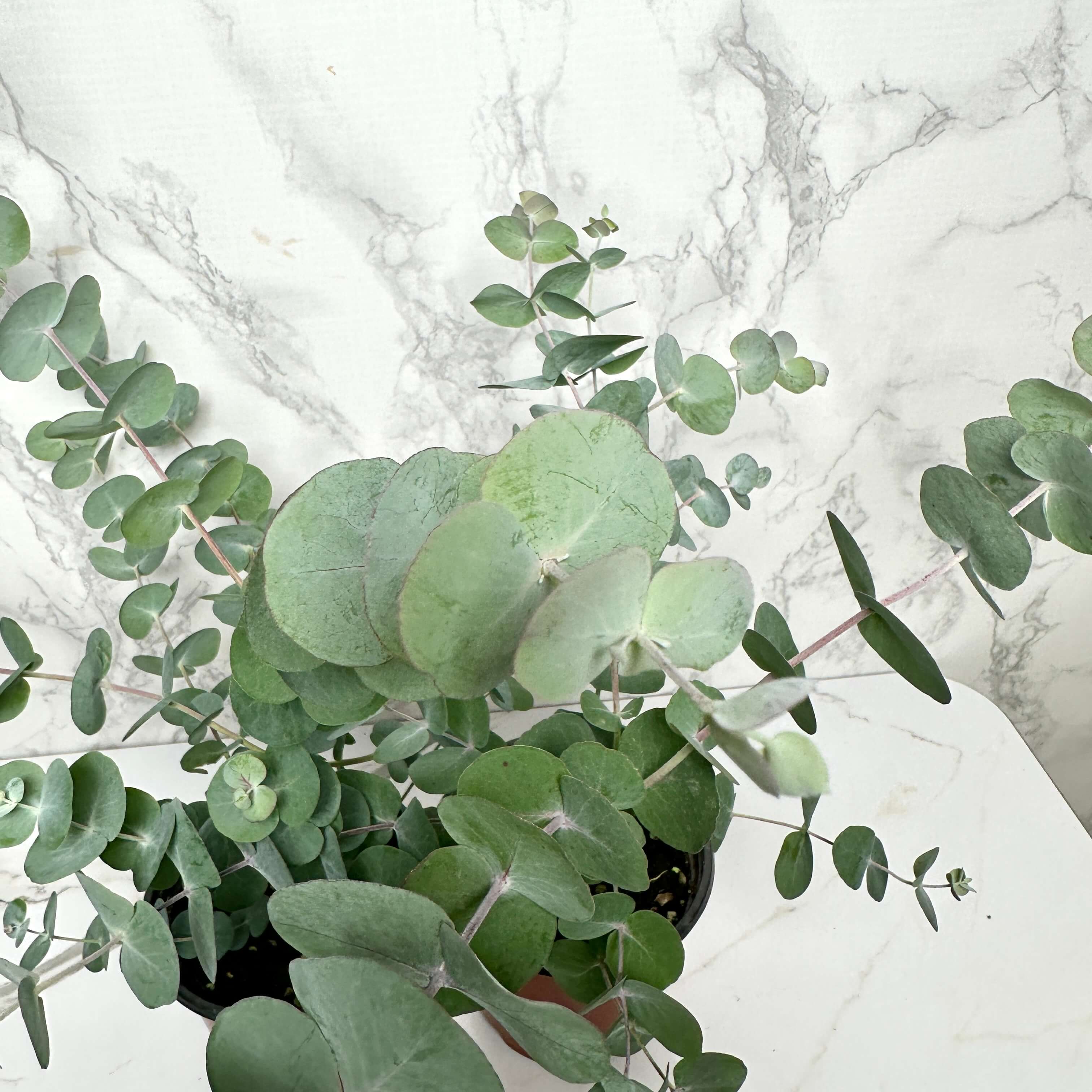 유칼립투스 키우기