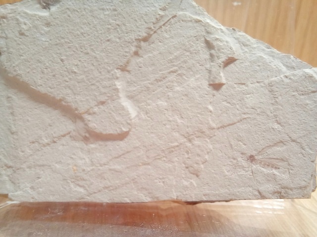 [관찰 학습] 고생대 중생대 화석 수집 (암모나이트 삼엽충 모기 새우) 