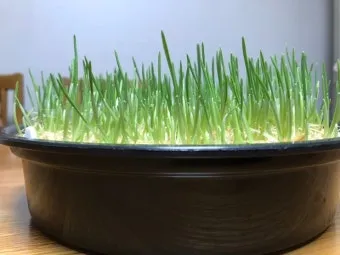 밀싹 재배 씨 뿌리기 발아 촉진 주기적 수확_6