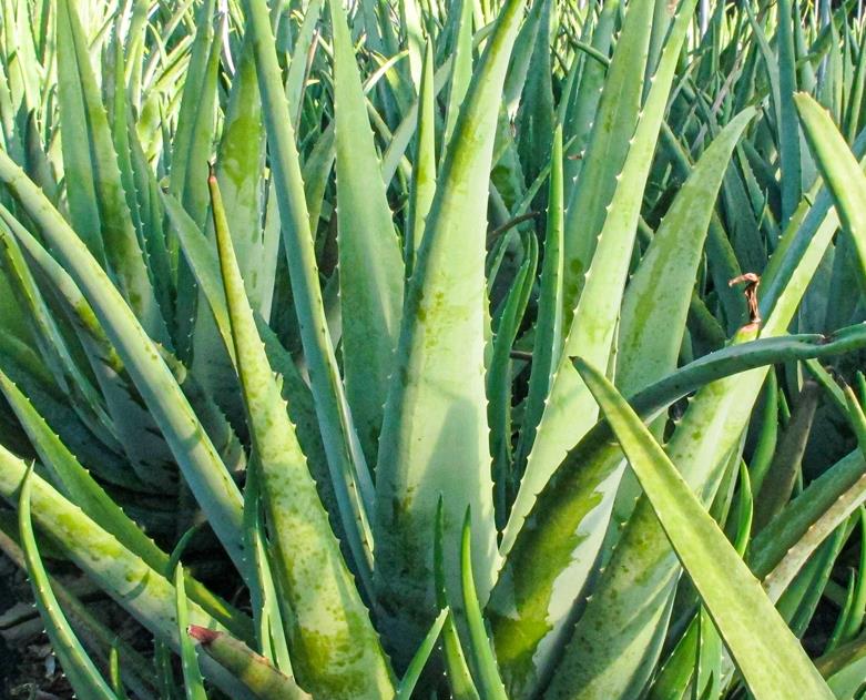 6시내고향 제주 애월 알로에 재배 모습