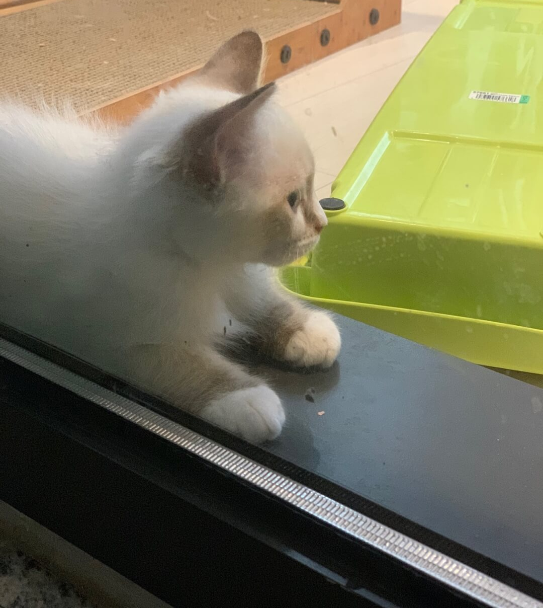 오즈캣