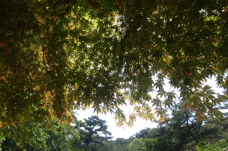 Alt 속성 문제 해결 설명 이미지