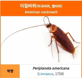 우리나라에 서식하는 바퀴벌레 종류별 특징과 서식 환경_9