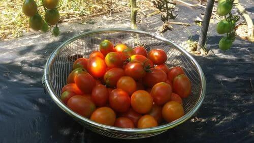 토마토-방울토마토-먹는법-효능
