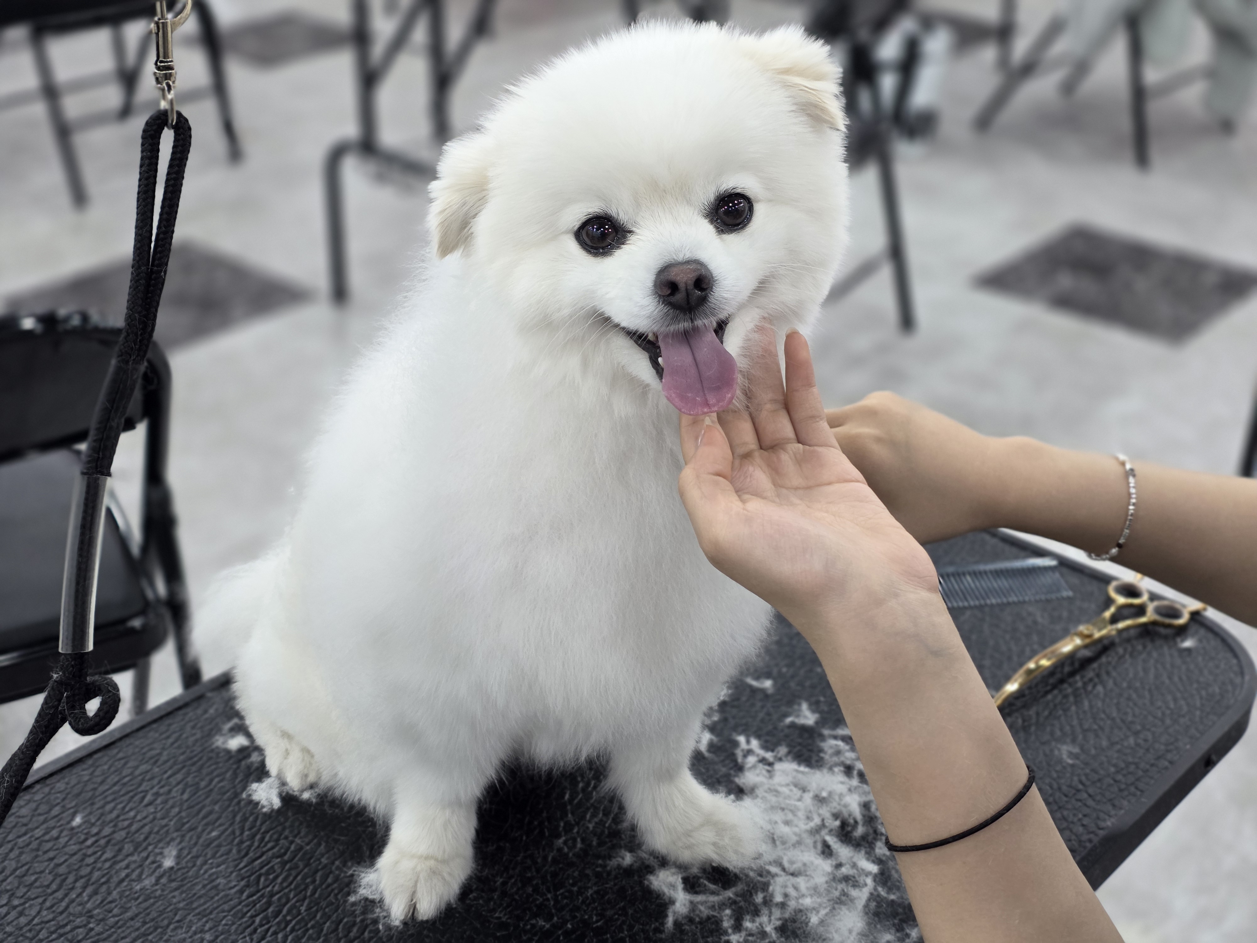 목동애견미용 창업 교육