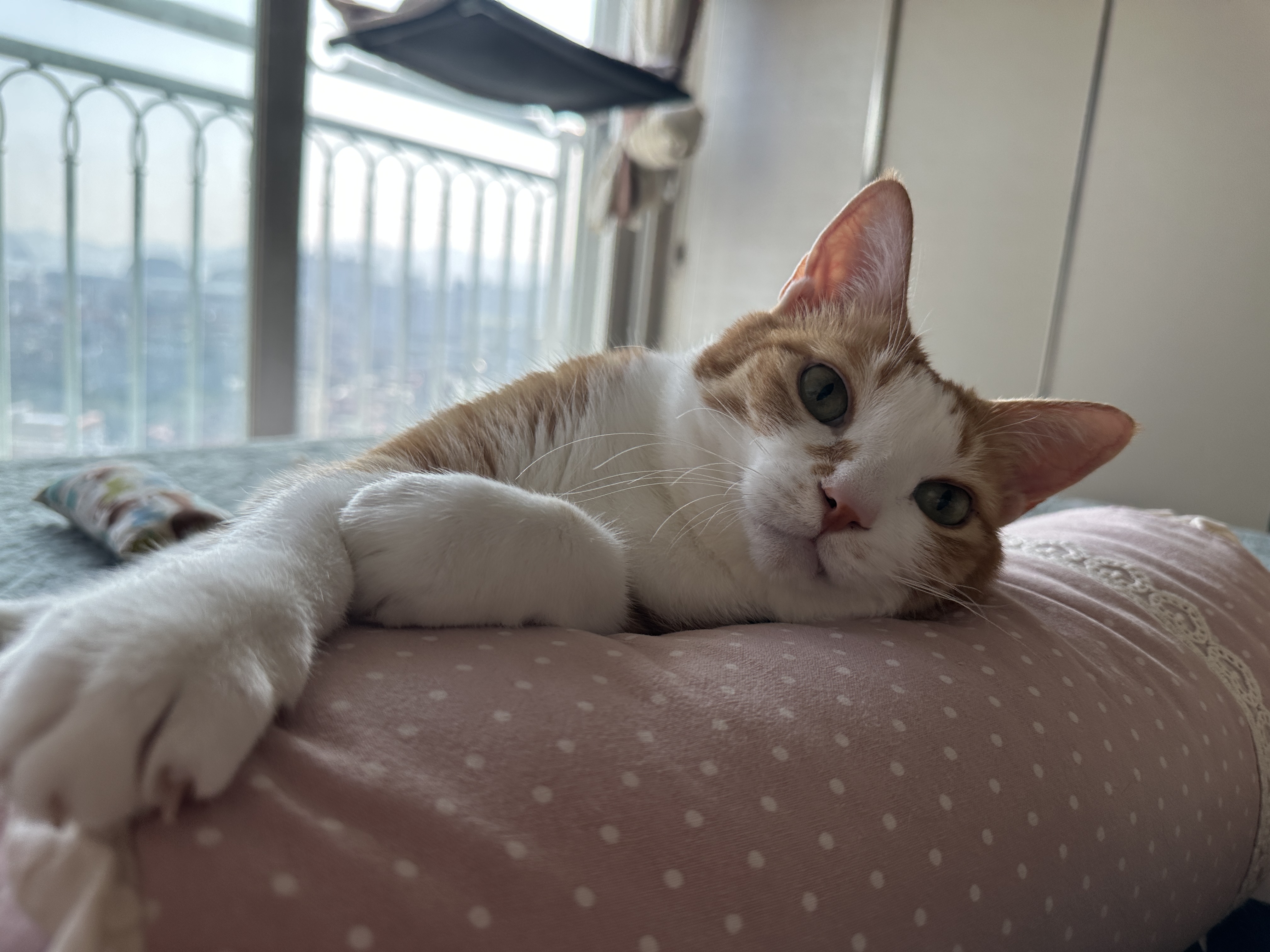 애교가_너무_많은_치즈냥이_호야와_엄마의_눈맞춤