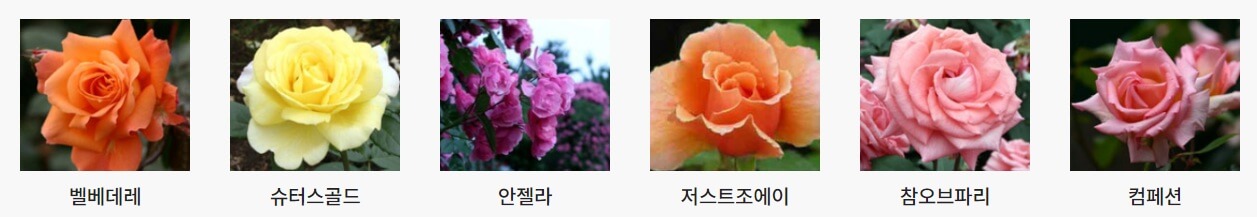 서울대공원 장미원축제