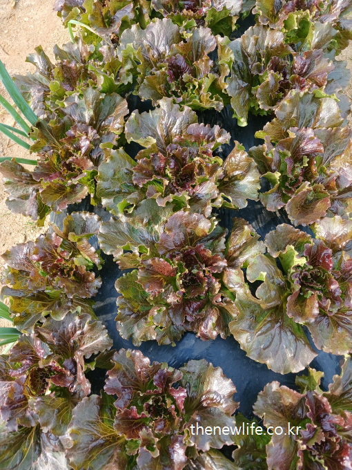Cabbage-shaped red lettuce heads with glossy broad leaves, growing in organized rows on black plastic mulch양배추처럼 둥글게 자란 광택 있는 적상추 &ndash; 검은 비닐 위에 가지런히 배치되어 있는 모습-