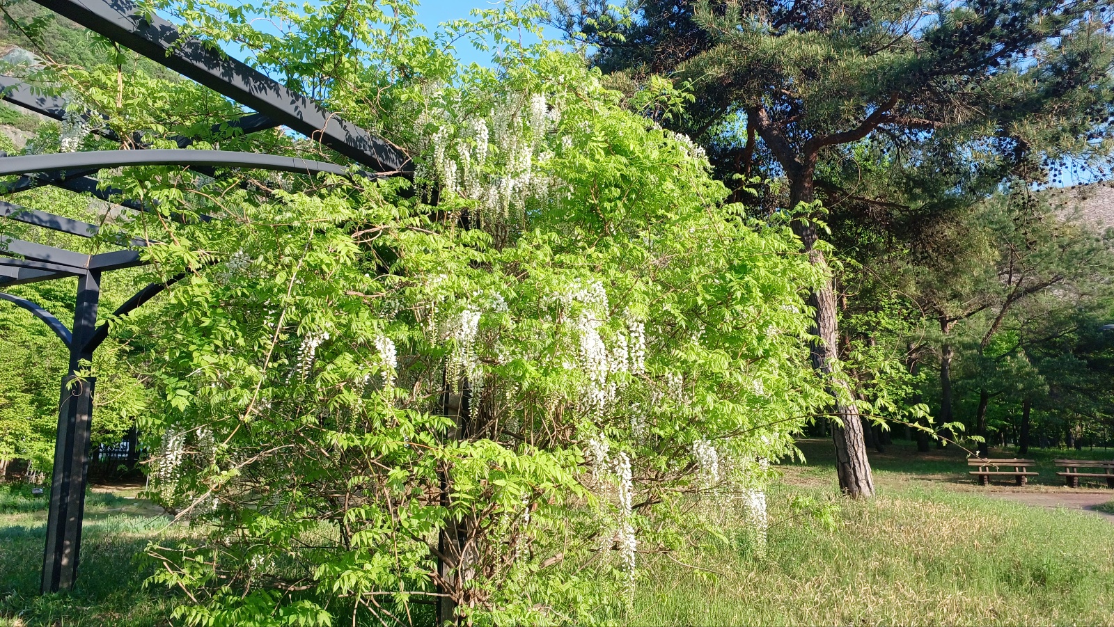 밀양댐 생태공원 등나무꽃6