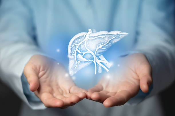 간 건강을 보호하는 식단 및 습관