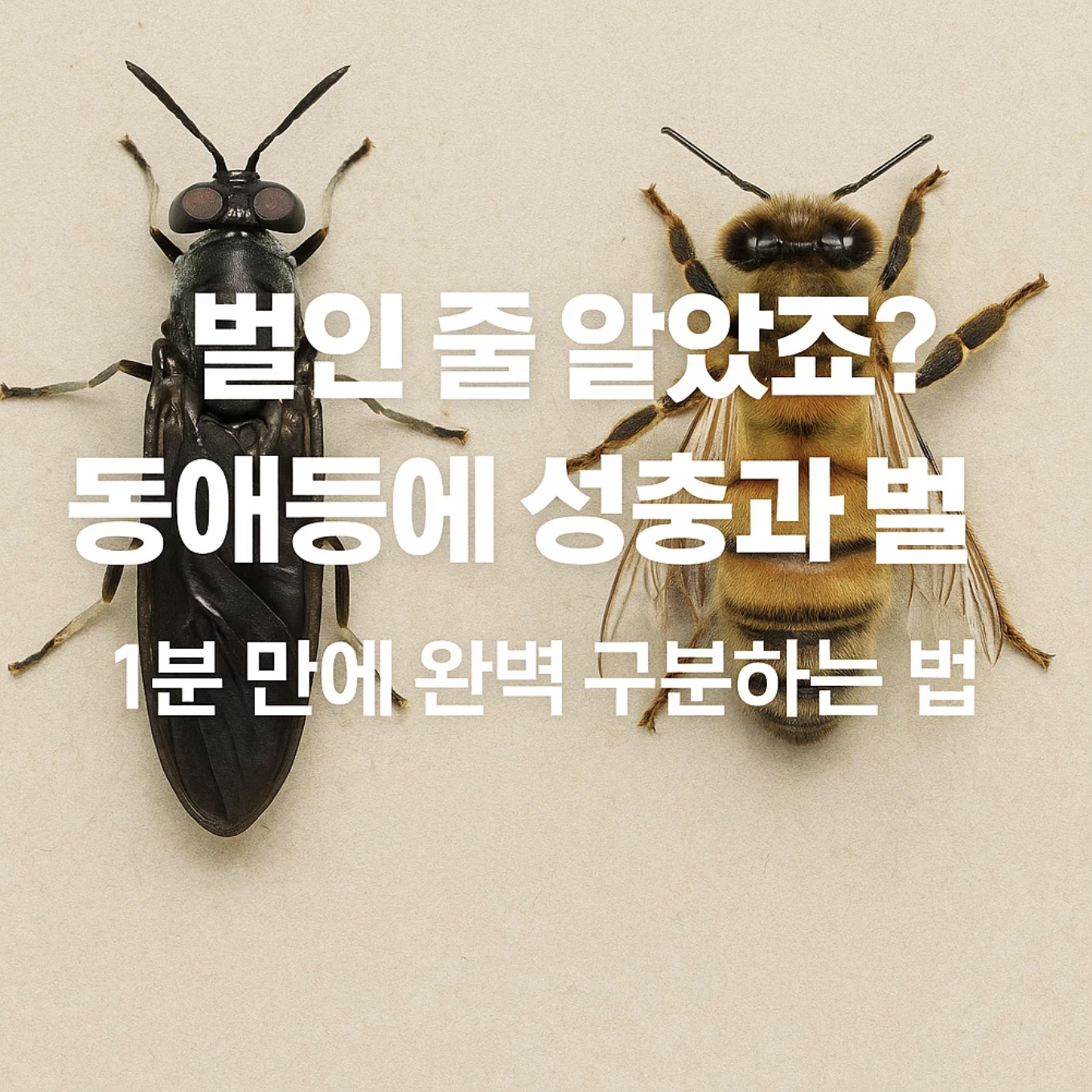 벌인 줄 알았죠? 동애등에 성충과 벌 1분 만에 완벽 구분하는 법
