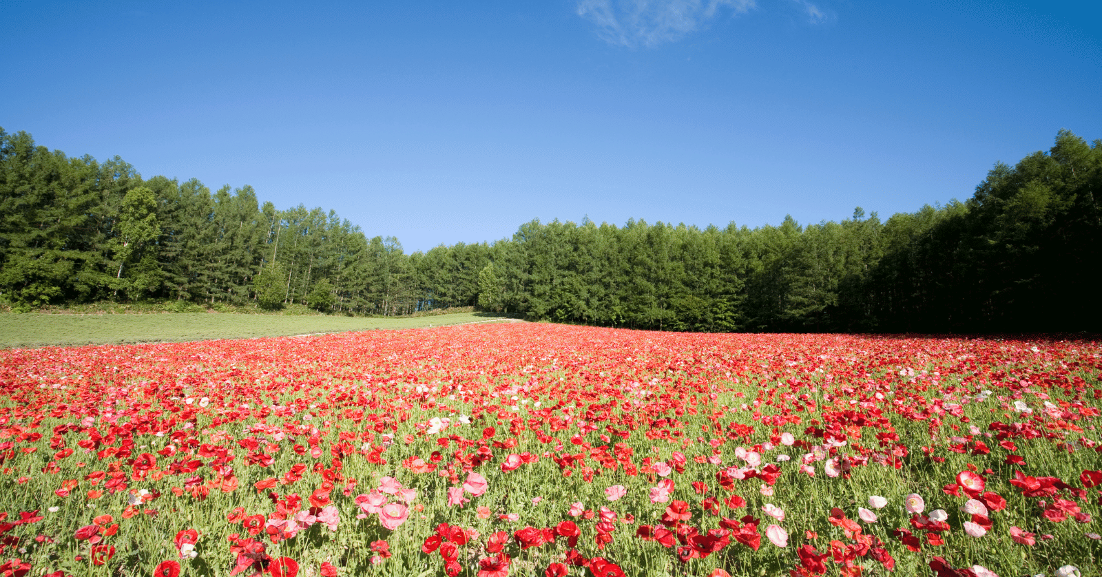 홋카이도라벤더