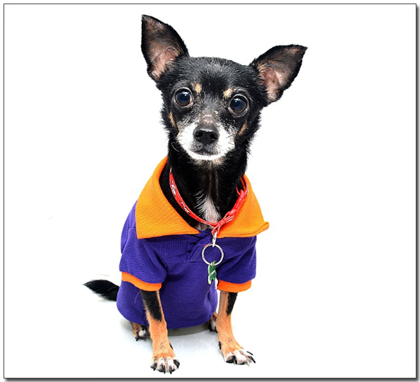 보라색옷을 입은 치와와