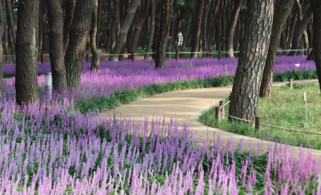 서천 장항송림산림욕장