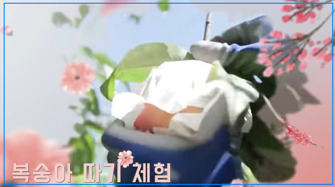 2025 조치원복숭아축제 총정리