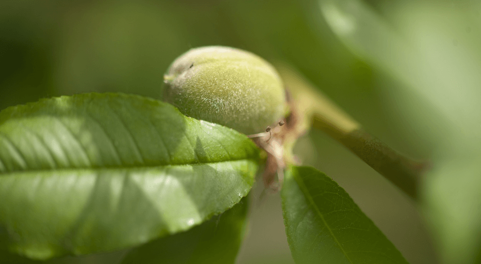 복숭아 꽃과 복숭아 사진 - 5