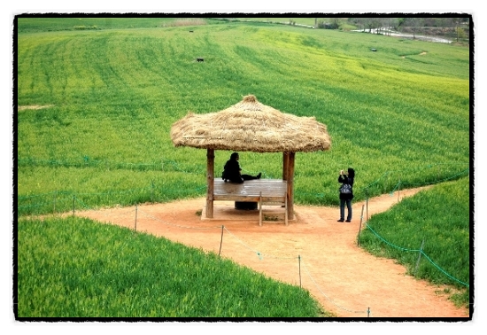 고창 청보리밭 원두막