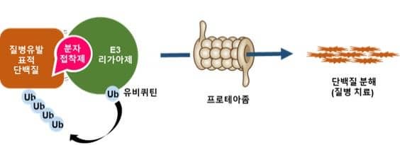 단백질 분해과정
