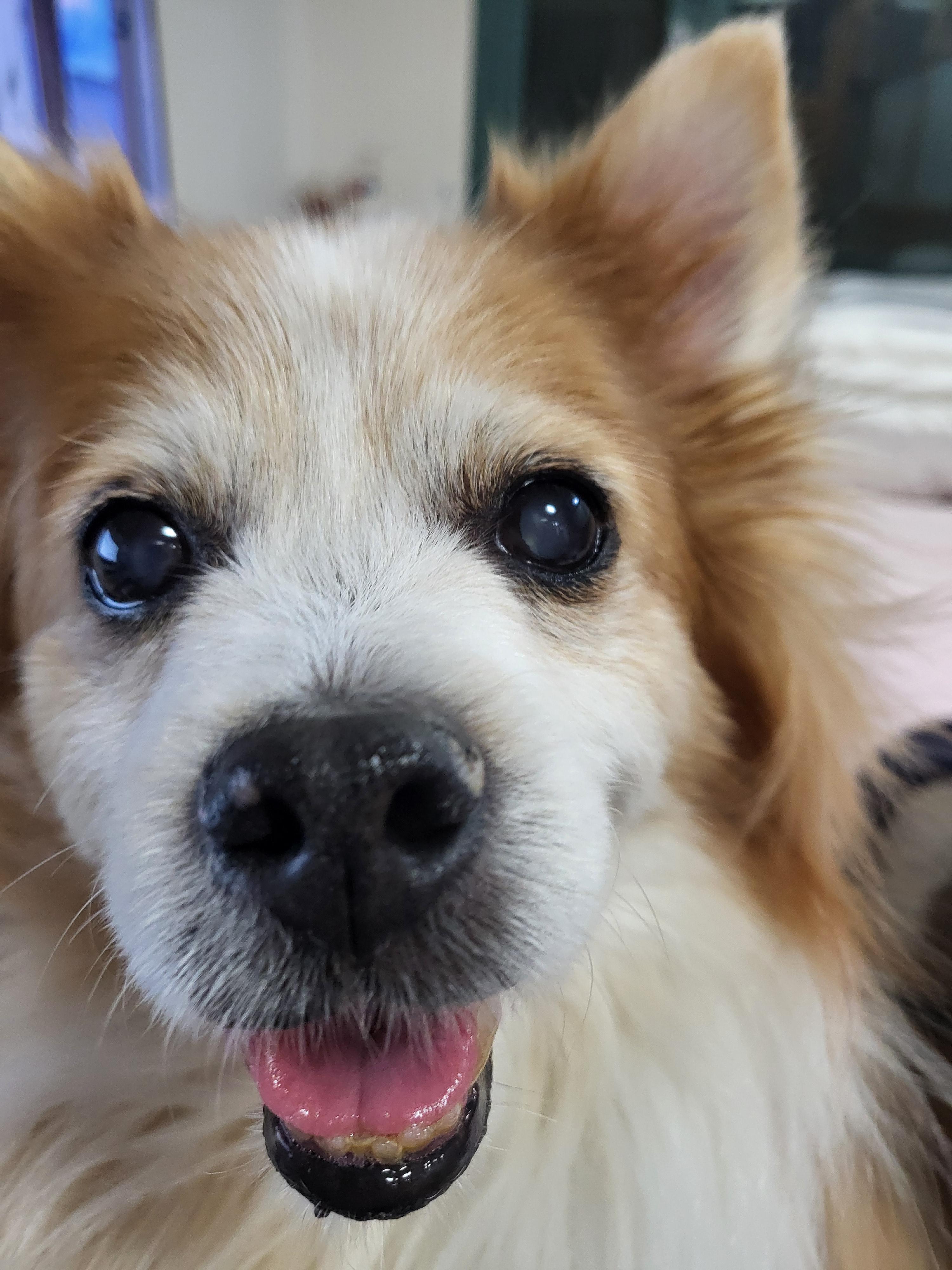 강아지 림프종, 알아야 할 증상과 대처법