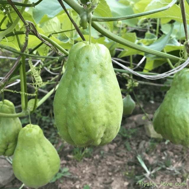 다이어트에 효과적인 차요테