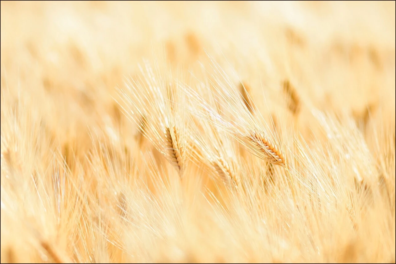 가족관계증명서 상세