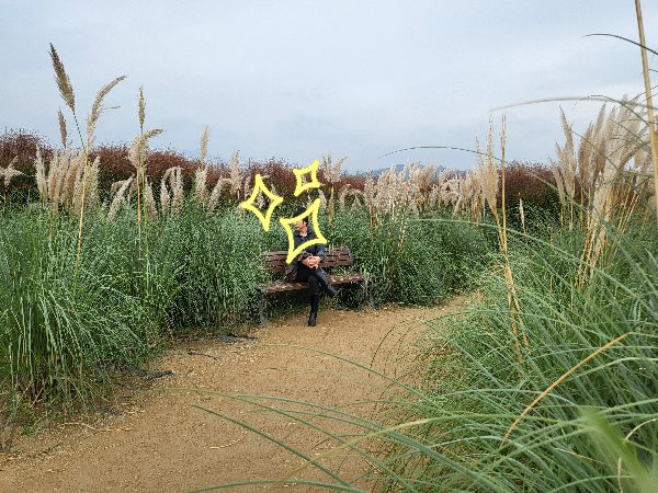 나리공원 갈대 포토존