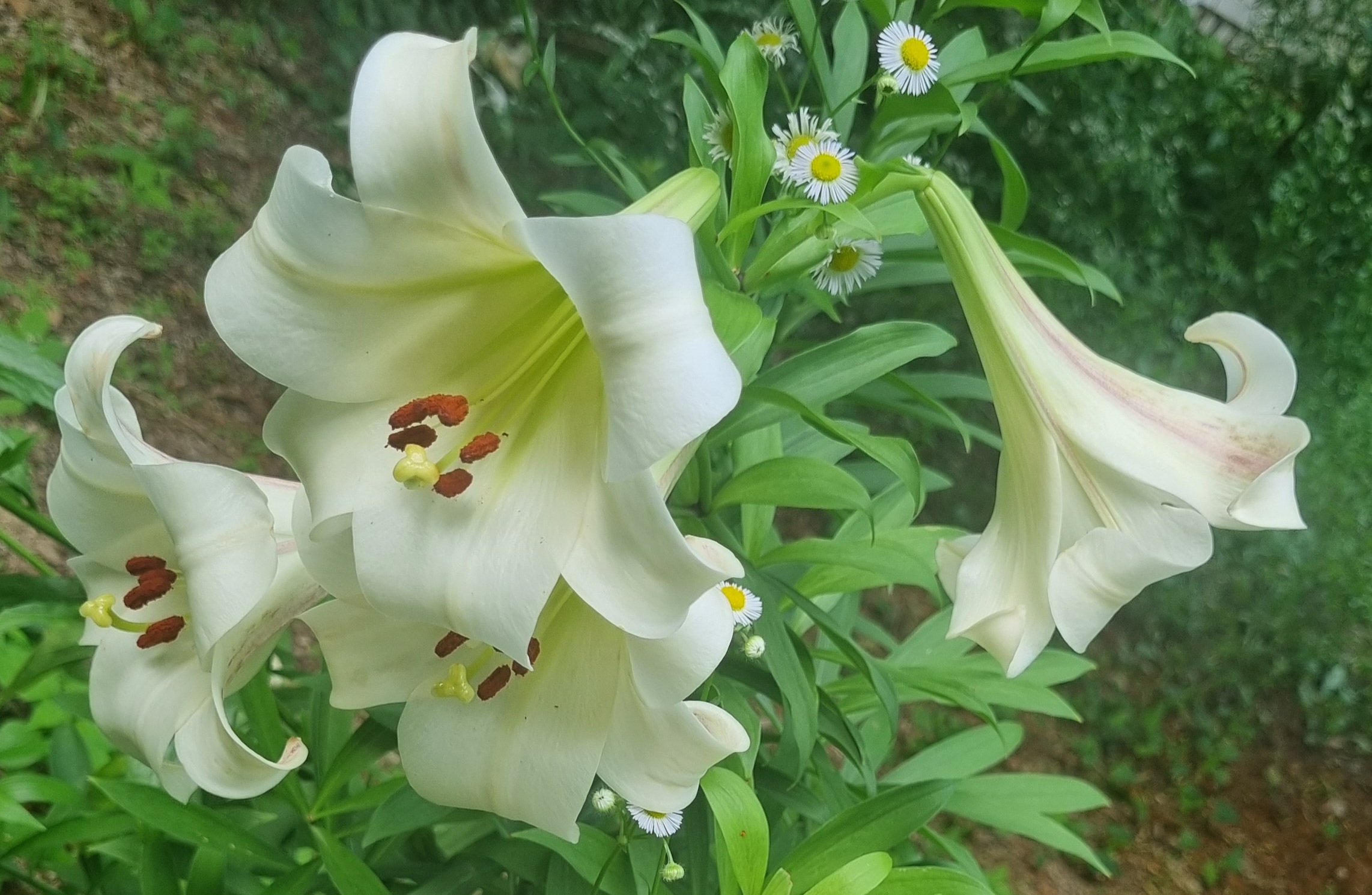 자연 정원에 핀 백합과 야생꽃 조화