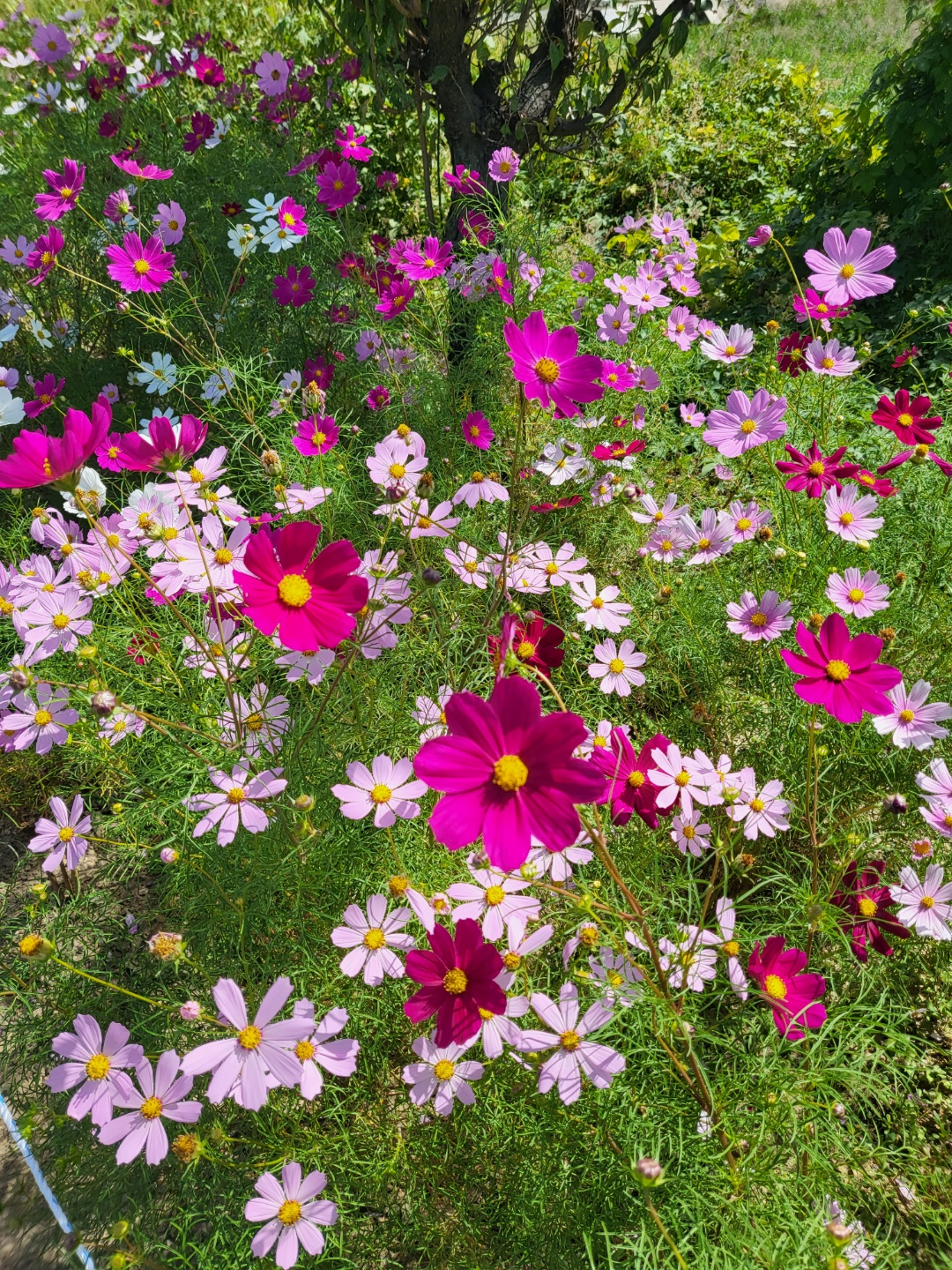 가덕 코스모스 (청주 코스모스길)