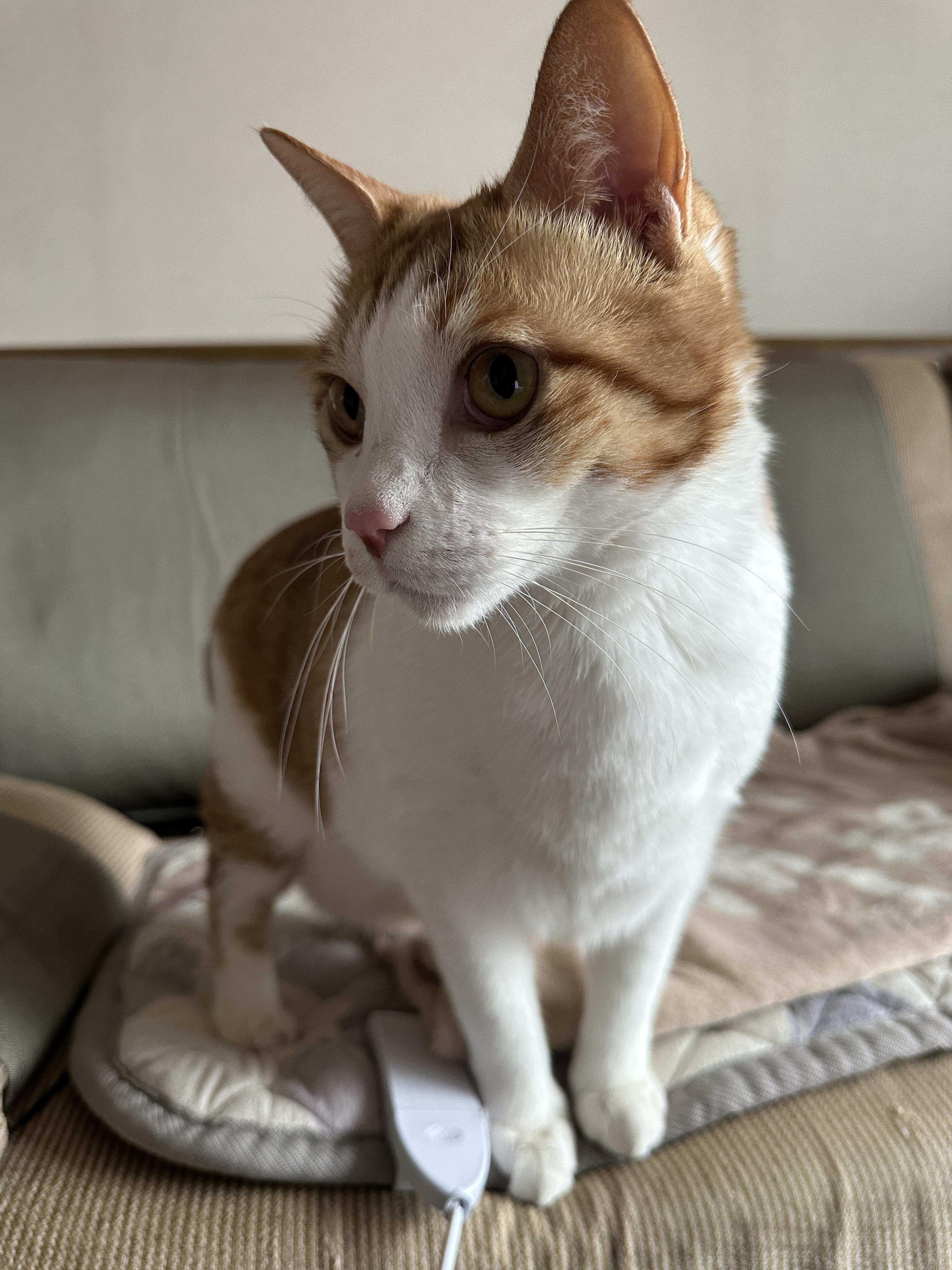 집 지키는 으르렁 고양이 루나 (feat. 용맹한 고양이 루나와 쫄보 고양이 막둥이)