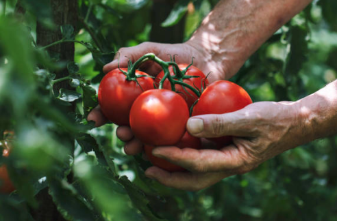 토마토 효능&amp;#44; 보관방법&amp;#44; 부작용 총정리 (2024ver)