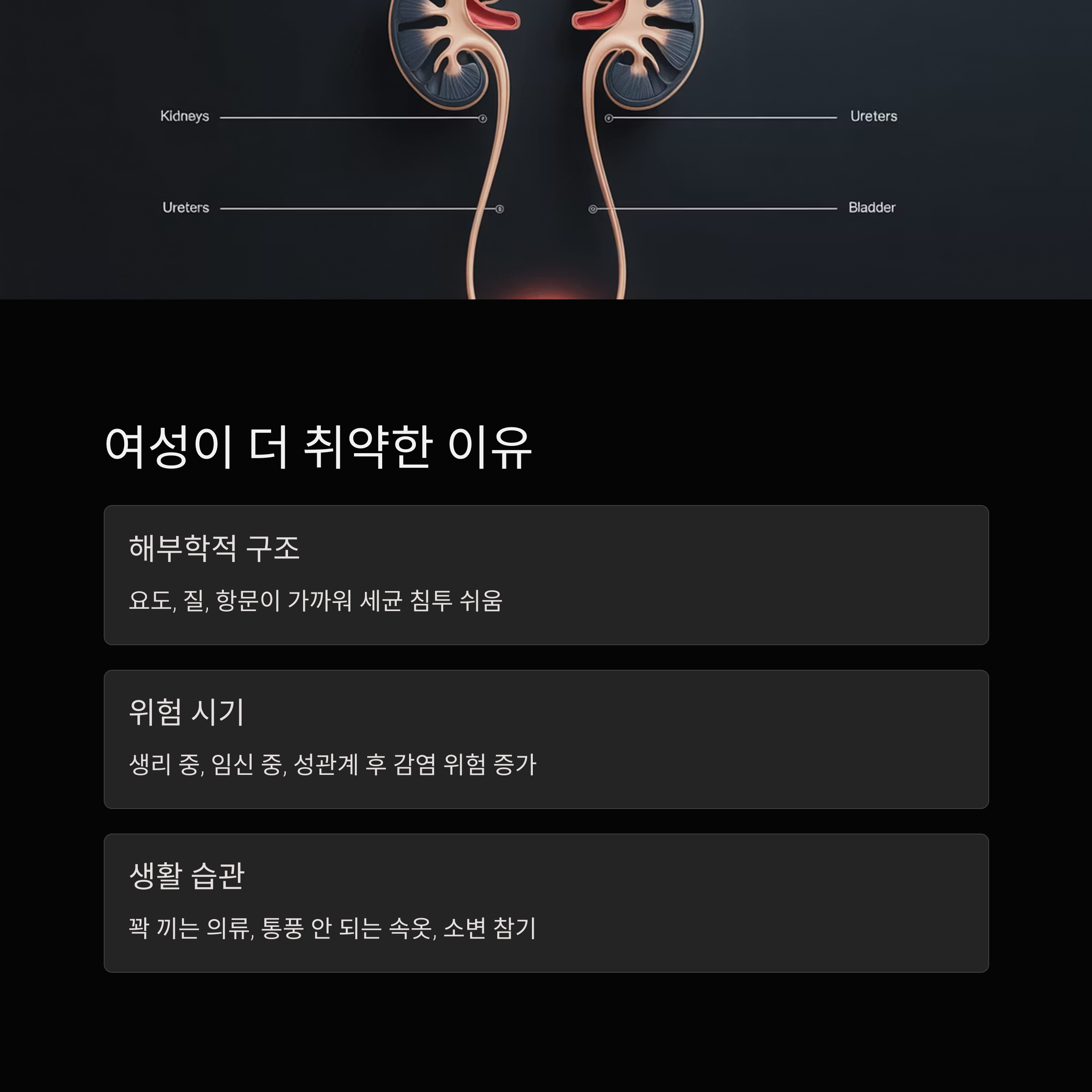 신장과 요로 해부 구조 이미지, 여성이 방광염에 더 취약한 이유를 해부학적 구조와 생활습관으로 설명한 장면