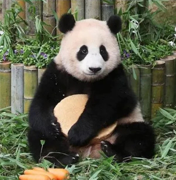 푸바오 생일 영상 사진