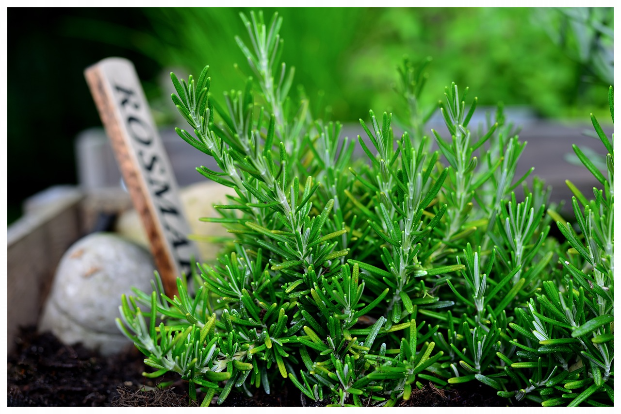 재물운 상승시키는 화분 3가지