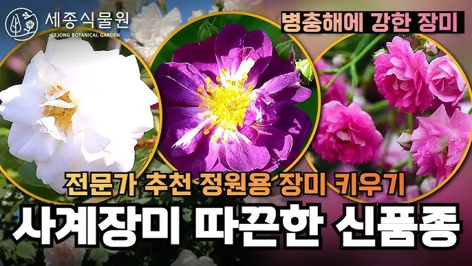 장미 재배 전정 시기 병해 예방 풍성한 개화_6
