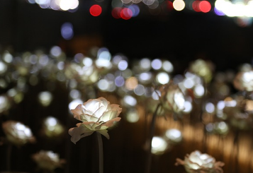 빛축제 사진